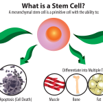 Stem Cell Image